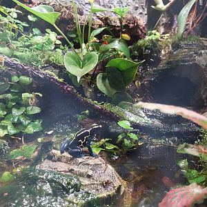 South America House - Dyeing Dart Frog (Dendrobates tinctorius)