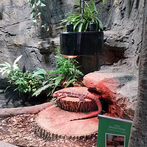 South America House - Argentine Black and White Teju (Salvator merianae)