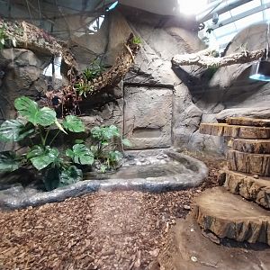 South America House - Argentine Black and White Teju enclosure