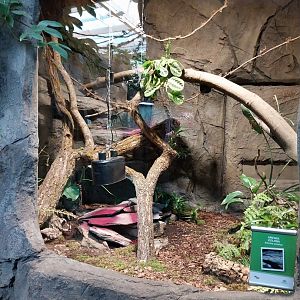 South America House - Giant Ameiva (Ameiva ameiva)