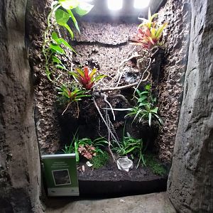 South America House - Curlyhair tarantula (Tliltocatl albopilosus)