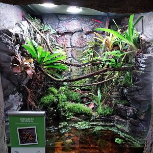 South America House - Yellow-banded Poison Dart Frog (Dendrobates leucomelas)