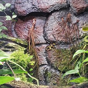 South America House - Yellow-banded Poison Dart Frog (Dendrobates leucomelas)