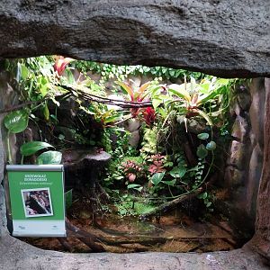 South America House - Anthonys Poison-arrow Frog (Epipedobates anthonyi)