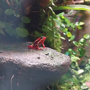 South America House - Anthonys Poison-arrow Frog (Epipedobates anthonyi)