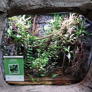 South America House - Golfodulcean Poison Dart Frog (Phyllobates vittatus)