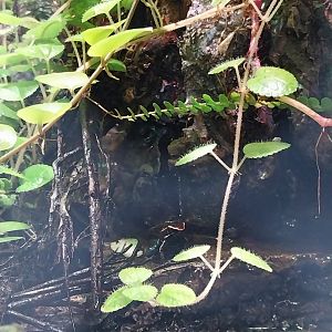 South America House - Golfodulcean Poison Dart Frog (Phyllobates vittatus)