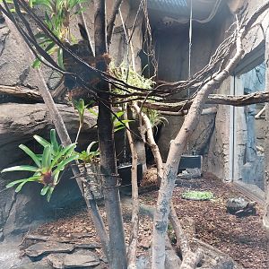 South America House - Plumed basilisk (Basilliscus plumifrons) + Red-footed tortoise (Chelonoidis carbonarius)