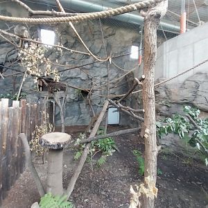 South America House - Black Howler Monkey (Alouatta caraya)