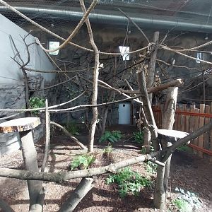 South America House - Giant Anteater (Myrmecophaga tridactyla) and Bearded Emperor Tamarin (Saguinis imperator subgrisescens)