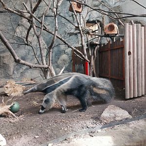 South America House - Giant Anteater (Myrmecophaga tridactyla)