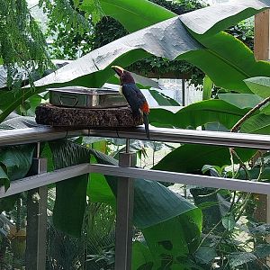 South America House - Green aracari (Pteroglossus viridis)