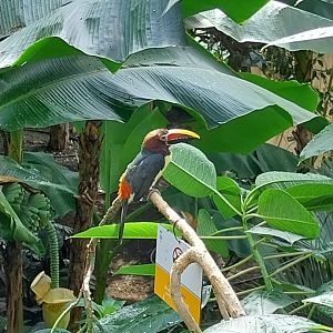 South America House - Green aracari (Pteroglossus viridis)