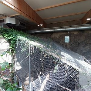 South America House - Upper Floor - Bearded Emperor Tamarin exhibit