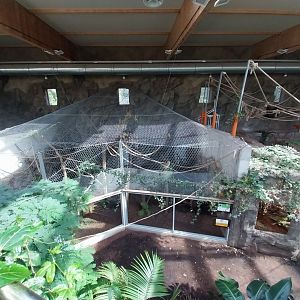 South America House - Upper Floor - Black Howler Monkey exhibit