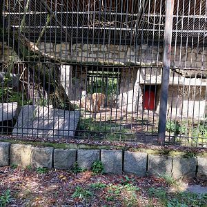 Cougar (Puma concolor)