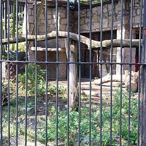 Cougar (Puma concolor)