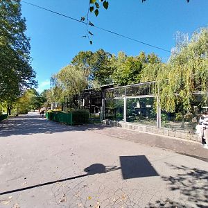 Cougar (Puma concolor)