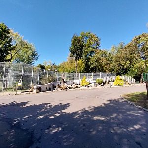 Snow Leopard (Panthera uncia)