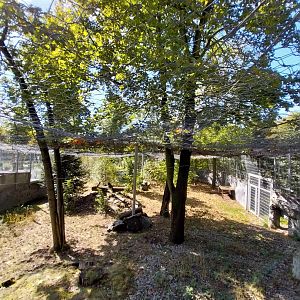 Snow Leopard (Panthera uncia)