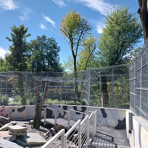 Snow Leopard (Panthera uncia)