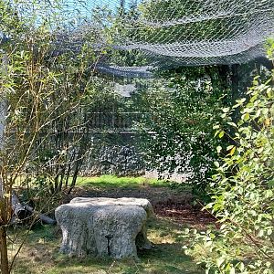 Snow Leopard (Panthera uncia)