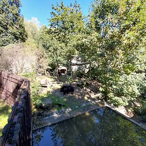Brown Bear (Ursus arctos)