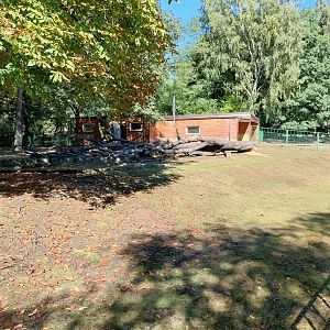 Western Sitatunga (Tragelaphus spekii gratus)