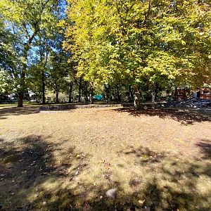 Western Sitatunga (Tragelaphus spekii gratus)