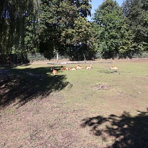 Kafue Lechwe (Kobus leche kafuensis)