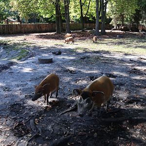 Red River Hog (Potamochoerus porcus)
