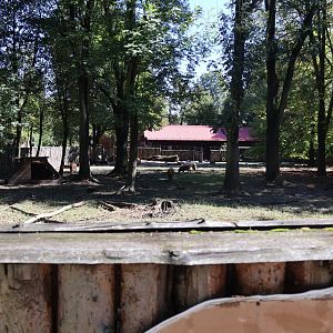 Red River Hog (Potamochoerus porcus)