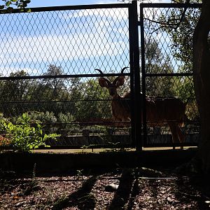Greater Kudu (Tragelaphus strepsiceros)