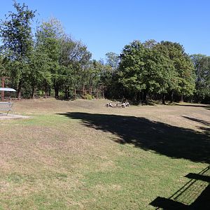 Greater Kudu (Tragelaphus strepsiceros)
