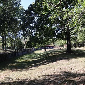 Greater Kudu (Tragelaphus strepsiceros)