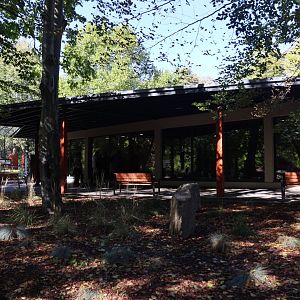 Lion House - Southwest African Lion (Panthera leo bleyenberghi)
