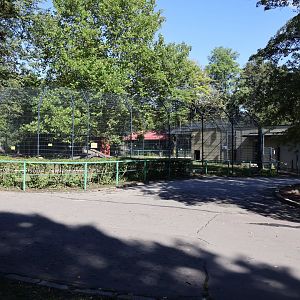Lion House - Southwest African Lion (Panthera leo bleyenberghi)