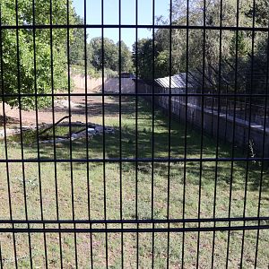 Lion House - Southwest African Lion (Panthera leo bleyenberghi)