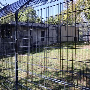 Lion House - Southwest African Lion (Panthera leo bleyenberghi)