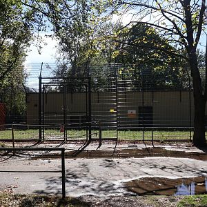 Lion House - Southwest African Lion (Panthera leo bleyenberghi)