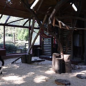 Vari House - Black and White Ruffed Lemur (Varecia variegata variegata)