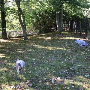 Eurasian Crane (Grus grus grus)
