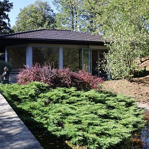 Eurasian Great Cormorant (Phalacrocorax carbo sinensis) building