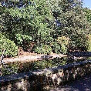Eurasian Great Cormorant (Phalacrocorax carbo sinensis)