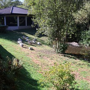 Pink-backed Pelican (Pelecanus rufescens)