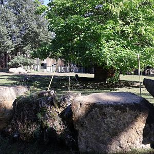 Rhino House - Southern White Rhino (Ceratotherium simum simum)