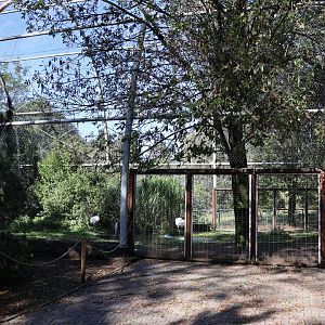 Manchurian Crane (Grus japonensis)