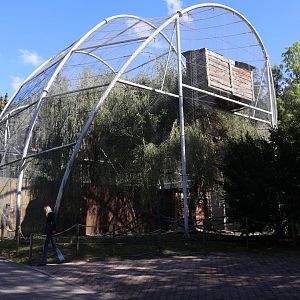 White-tailed Sea Eagle (Haliaeetus albicilla) aviary