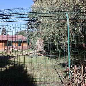 South African Cheetah (Acinonyx jubatus jubatus)