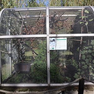 Cotton-top Tamarin (Saguinis oedipus)